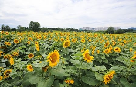 Private Day Tour to Anseong Farm Land and Gwangmyeong Cave