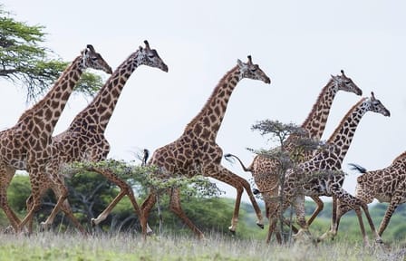 Nairobi Day Tour to Giraffe Center and Elephant Orphanage