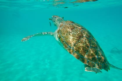 Catamaran VIP Afternoon Delight: Lunch & Snorkeling