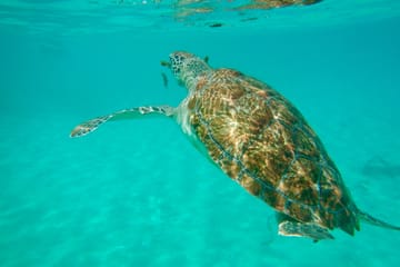 VIP Catamaran Lunch and Snorkeling Tour in Noord, Aruba