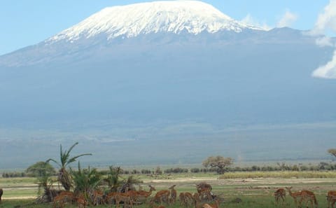 Diani Beach to Amboseli National Park 2-Day Safari Tour