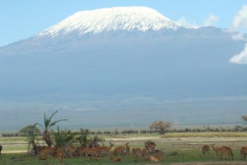 Diani Beach to Amboseli National Park 2-Day Safari Tour