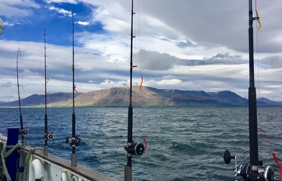 Sunset Fishing in Faxaflói Bay: 2.5-3 Hour Excursion