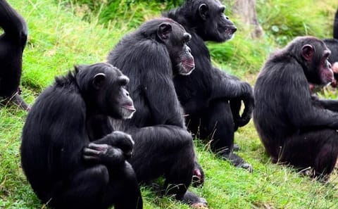 Day Trip to Ol Pejeta Conservancy for Rhino and Chimpanzee Viewing