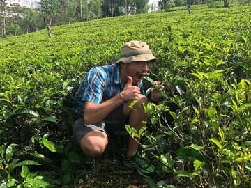 Tea-Plucking-and-Tea-Factory-Visit-from-Kandy-2