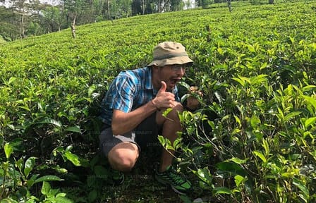 Tea Plucking Experience and Factory Tour in Nuwara Eliya