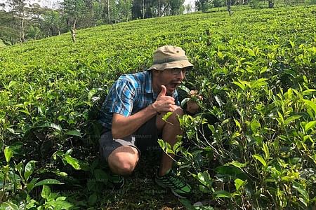 Authentic Tea Plucking Experience and Factory Tour in Kandy