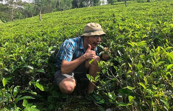 Tea Plucking and Tea Factory Visit from Kandy