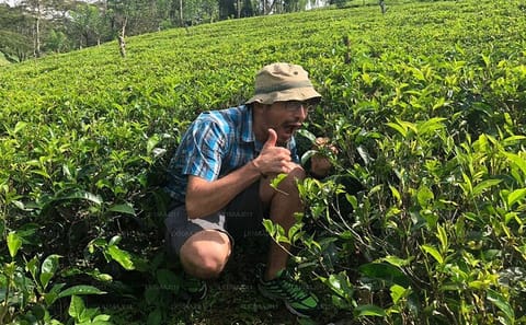 Tea Plucking Experience and Factory Tour in Nuwara Eliya