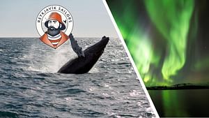 Whale Watching & Northern lights Combo Cruise from Reykjavik