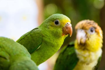 Three-Day Jungle Adventure Tour in Puerto Maldonado