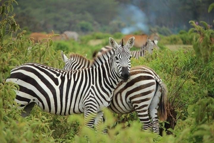 "Striped beauties on the plains.
