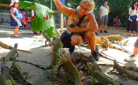 Snorkeling Tour with Shipwreck and Iguana Farm in Coxen Hole