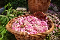 Picking Roses Workshop with Extracting Rose Oil in the Gardens of Karlovo