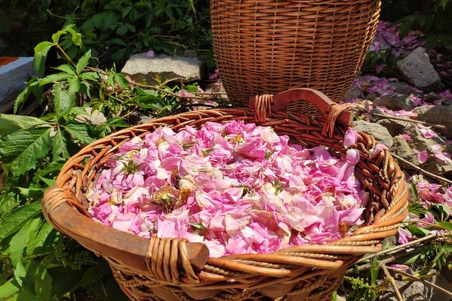 Picking Roses Workshop with Extracting Rose Oil in the Gardens of Karlovo