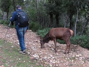 Trekking in search of the sardinian deer in the S'Acqua Callenti forest in Castiadas