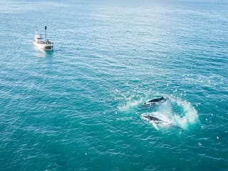 Wooden oak boat next to humpback whales