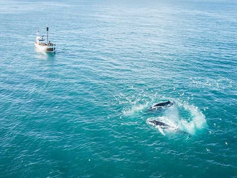 Wooden oak boat next to humpback whales