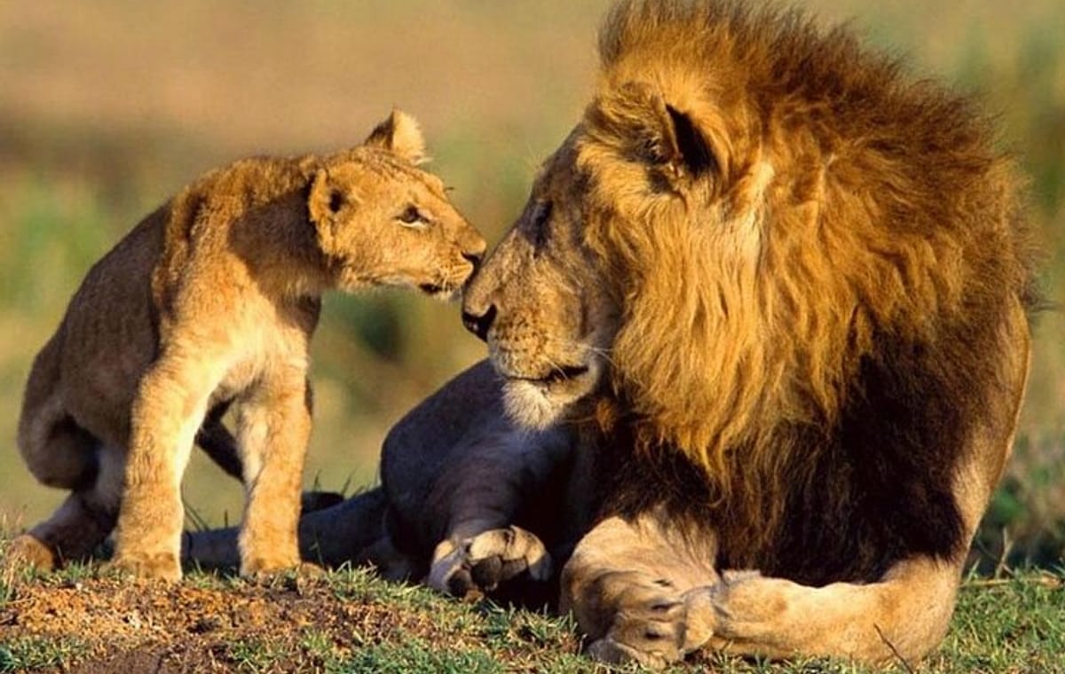 9-Days Best Kenya Family Wildlife Safari from Nairobi