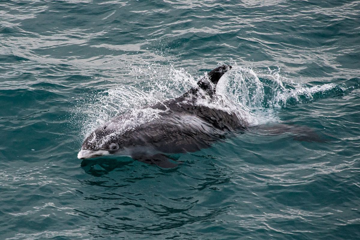 Whale Watching and Puffin Tour: Explore Iceland's Wildlife from Old Harbour in Downtown Reykjavik