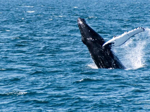 sea trips reykjavík - Whale watching - Downtown Reykjavík