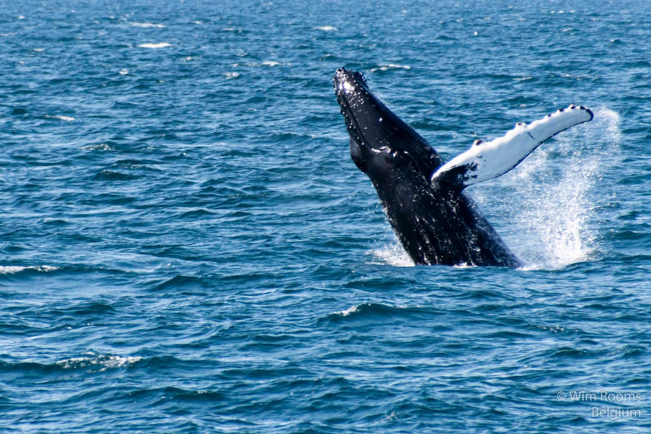 sea trips reykjavík - Whale watching - Downtown Reykjavík