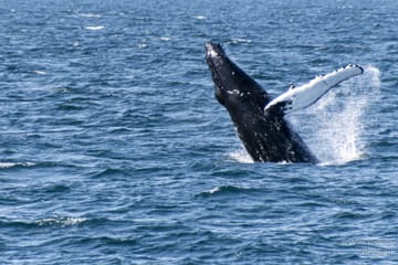 Whale Watching Tour in Downtown Reykjavík, Iceland