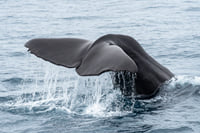 Whale Watching Ólafsvík  4