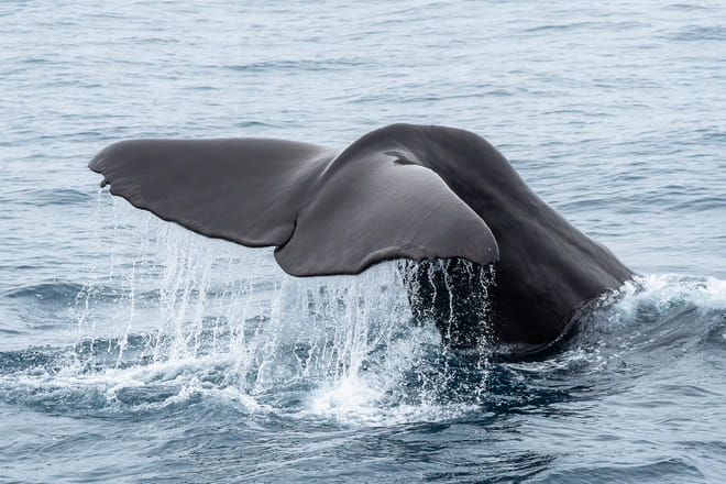 Whale Watching Ólafsvík  photo 4