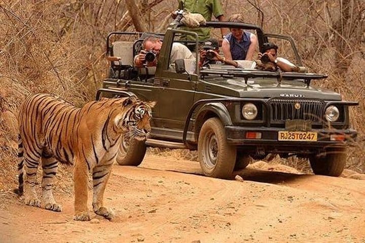 2-Night Private Ranthambore National Park with Wildlife Tour from Delhi