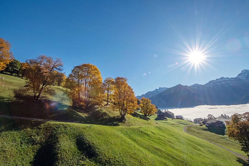 As árvores de outono em Braunwald.