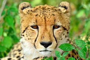 Hluhluwe Imfolozi Safari and Emdoneni Wild Cat  Day Tour