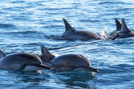 Whale Watching Adventure in Mirissa: Experience Dolphins & More!