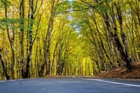 Sabaduri forest