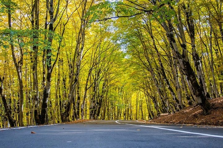 Sabaduri forest