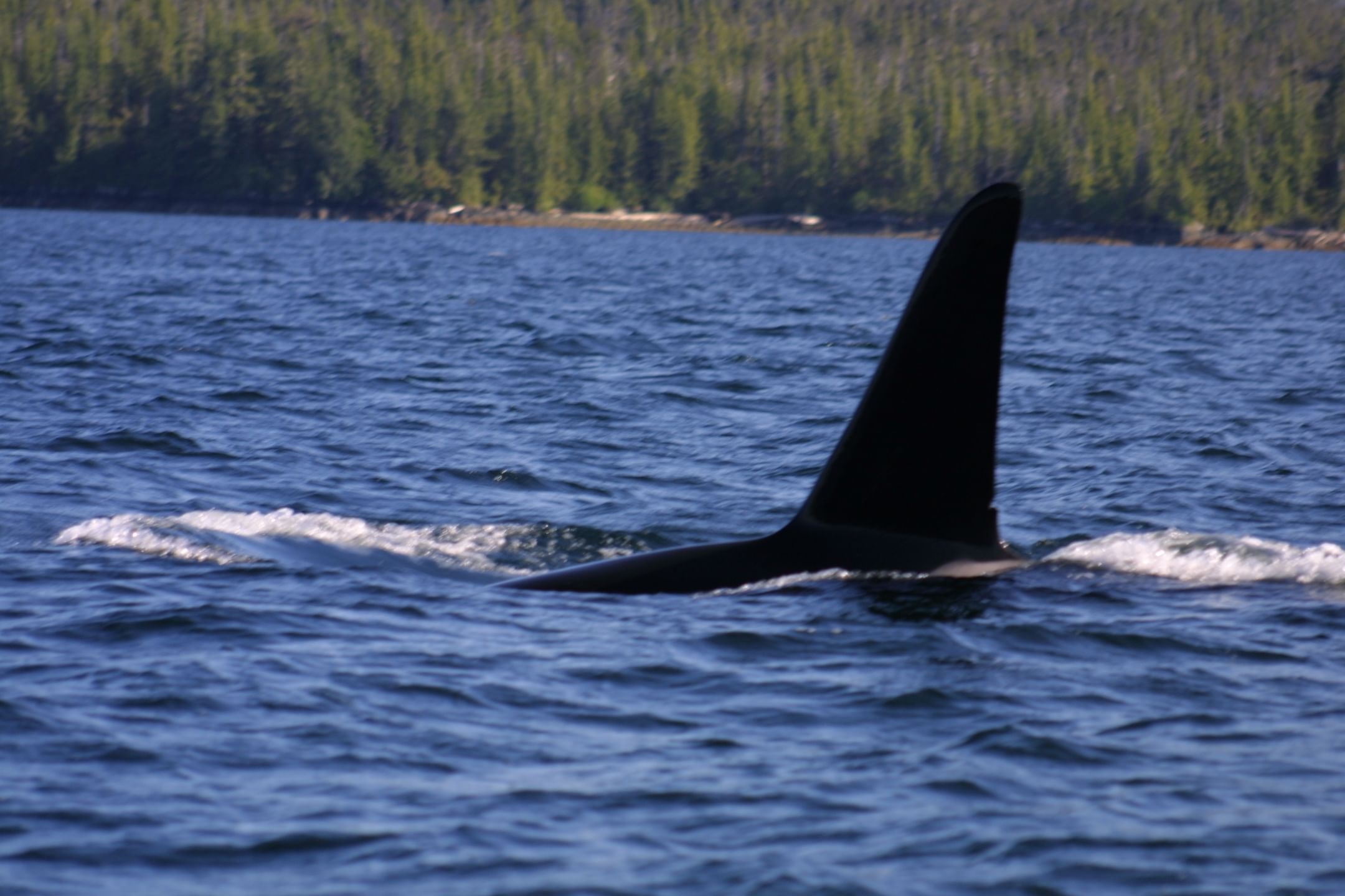 An orca fin breaks the surface of the water.