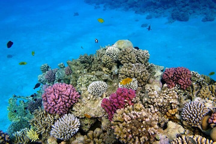 Conquest semi Submarine Reef & Marine Life Experience in Hurghada