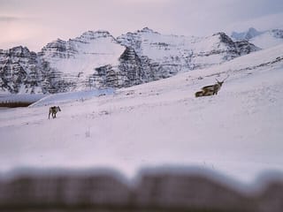 Reindeer, Jökulsárlón