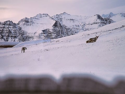 Reindeer, Jökulsárlón