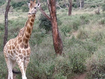 Roschild giraffe at the center.