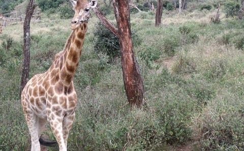 Day Tour Giraffe Center, Karen blixen and Lunch at Carnivore