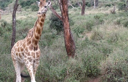 Day Tour Giraffe Center, Karen blixen and Lunch at Carnivore