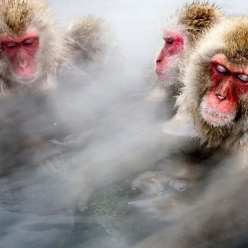 Snow monkeys from Tokyo: Full-Day Private trip with Local Guide