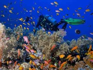 Ras Mohammed National Park by Bus – Nature Reserve Tour from Sharm El Sheikh