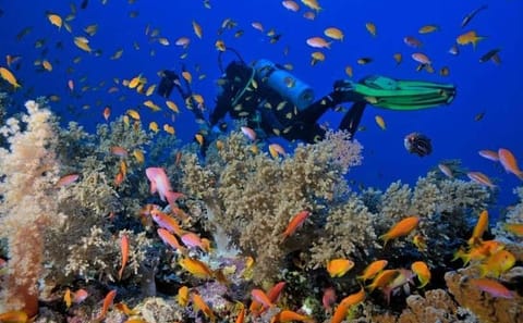Snorkeling Adventure at Ras Mohamed National Park, Egypt