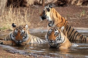 8 Days Golden Triangle With Tiger Safari 
