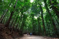 Udawatta Kele Sanctuary Bird Watching and Trekking from Kandy 4