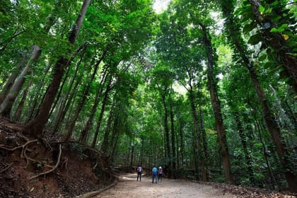 Udawatte Kele Santuary with Nature Walk from Kandy