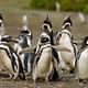Punta Tombo Penguin Colony