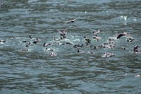 Islands of Lima Boat Tour